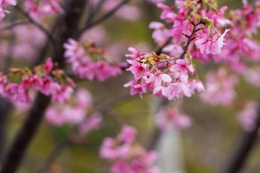 İlkbaharda, kiraz çiçekleri tamamen açar.