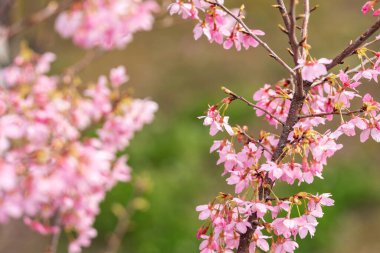 İlkbaharda, kiraz çiçekleri tamamen açar.