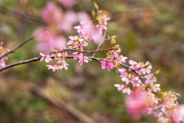 İlkbaharda, kiraz çiçekleri tamamen açar.