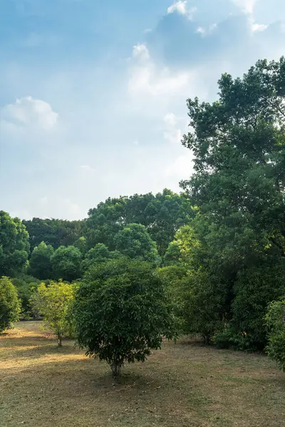 Güneşli günlerde parkların ağaçları