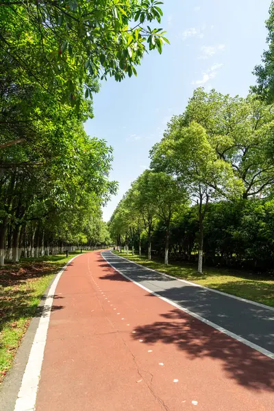 Yeni patika ve güzel ağaçlar parkta koşmak, yürümek ve bisiklete binmek için iz sürüyor. 