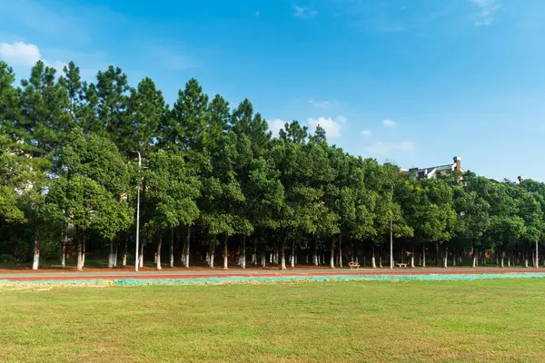 Yeşil şehir parkının güzel manzarası