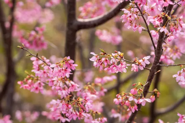 İlkbaharda, kiraz çiçekleri tamamen açar.