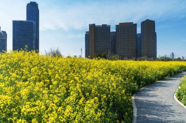 Şehir merkezi ve modern şehrin parkındaki çiçek tarlası.