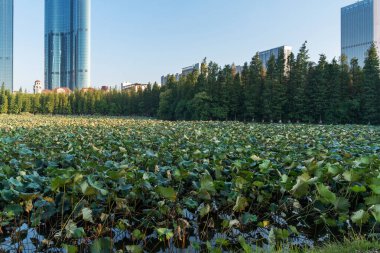 Şangay 'da modern bina geçmişi olan şehir parkı.