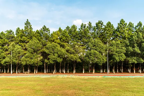 Yeşil şehir parkının güzel manzarası