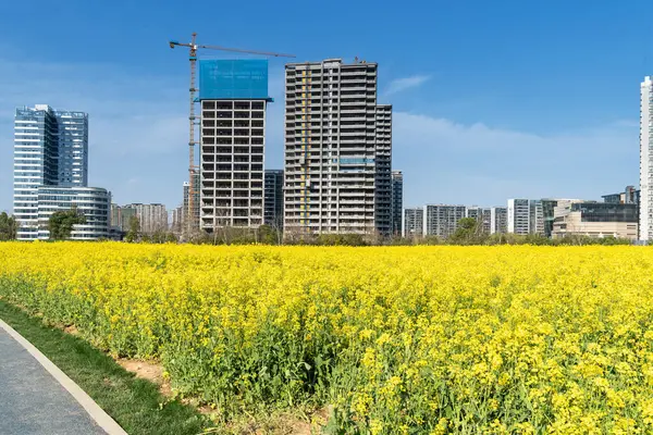 Şehir merkezi ve modern şehrin parkındaki çiçek tarlası.