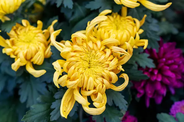 Bir buket kasımpatı. Çok renkli bir buket çiçek..