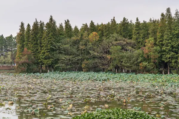 Parktaki göletin çevresi yemyeşil