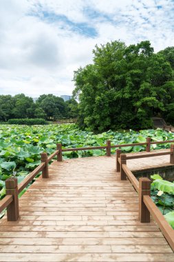 Şehir parkında tahta kaldırım. 