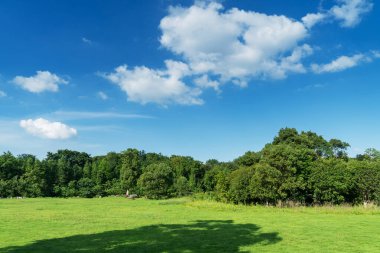 Yeşil şehir parkının güzel manzarası