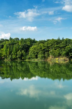 Parktaki göletin çevresi yemyeşil