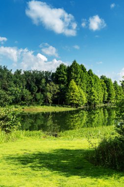 Parktaki göletin çevresi yemyeşil