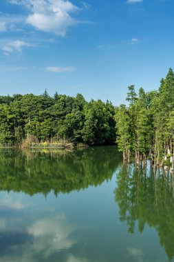 Parktaki göletin çevresi yemyeşil