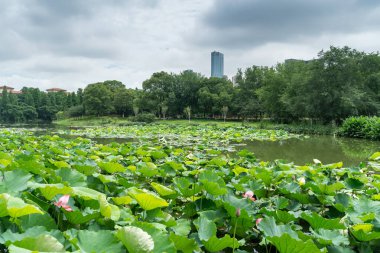 Açık havuz nilüfer çiçekleriyle dolu.