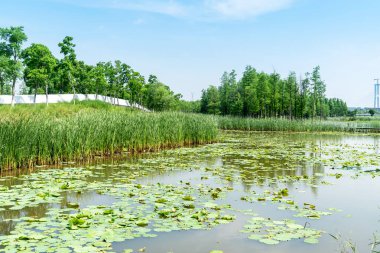 Parktaki göletin çevresi yemyeşil