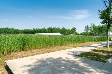 Bahar Parkı ve modern şehir