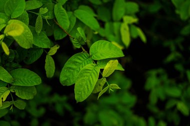 su açılan arka plan ile yaprak yeşil