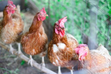 Yumurta Bulanık Tavuklar, Kafesteki Tavuklar Endüstriyel Çiftlik, Yumuşak odak Bulanık