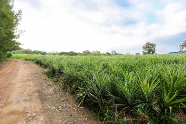 Sera çiftliği Hidrofonik, organik taze sebzeler, Hidroponik Çiftlik, Serada taze sebzeler, akıllı çiftçilik.