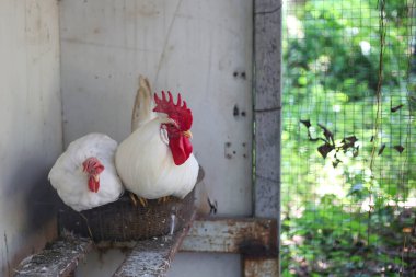 Bir kır çiftliğinde tavuklar serbest organik kümes hayvanları