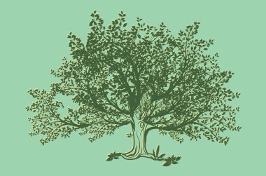 Büyük Carvalho com fundo verde 