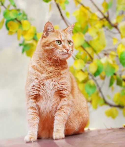 Krásná Červená Kočka Bez Domova Sedí Autě Venku Podzim — Stock fotografie