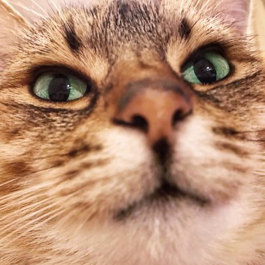 Close-up portrait of cute red cat looking at camera
