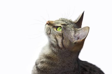 Close up portrait of beautiful tabby cat with green eyes who looking up. Isolated on white background. clipart