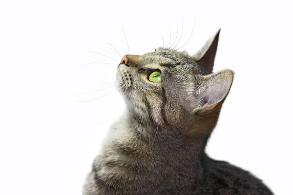 Close up portrait of beautiful tabby cat with green eyes who looking up. Isolated on white background.