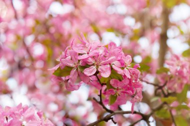 Branch with blossoming bright pink flowers of paradise apple tree. Spring garden. Beauty of nature.