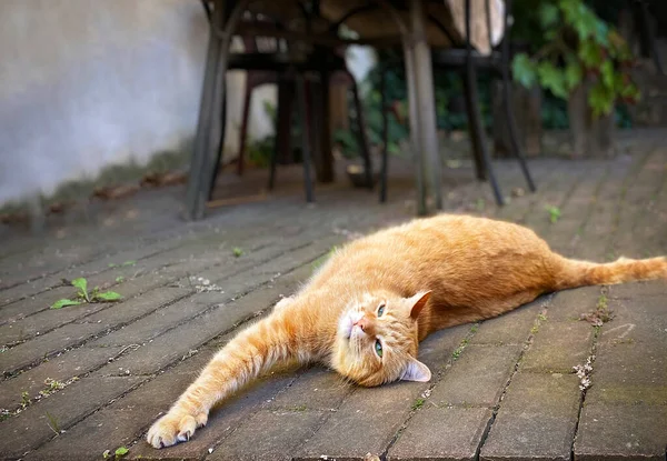 Cute Red Cat Scratching Himself Outdoors Domestic Life — Stock Photo, Image