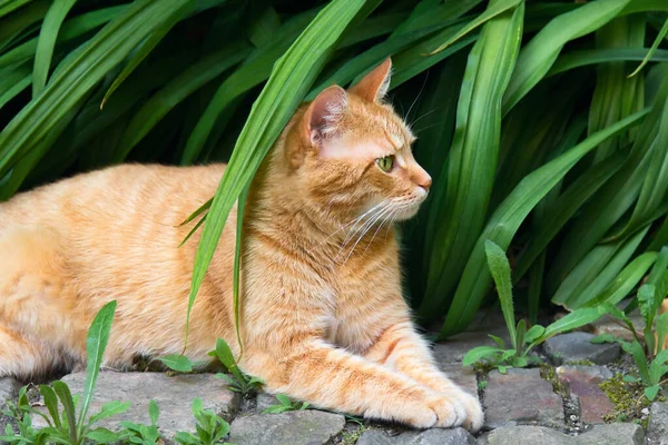 Närbild Porträtt Bedårande Röd Katt Trädgård Sommarscen — Stockfoto