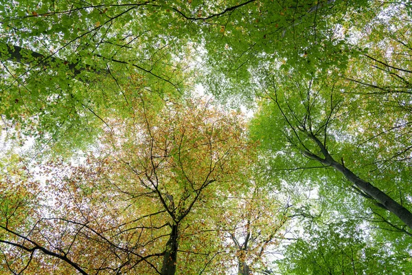 Vrcholky Krásných Stromů Během Podzimního Období — Stock fotografie