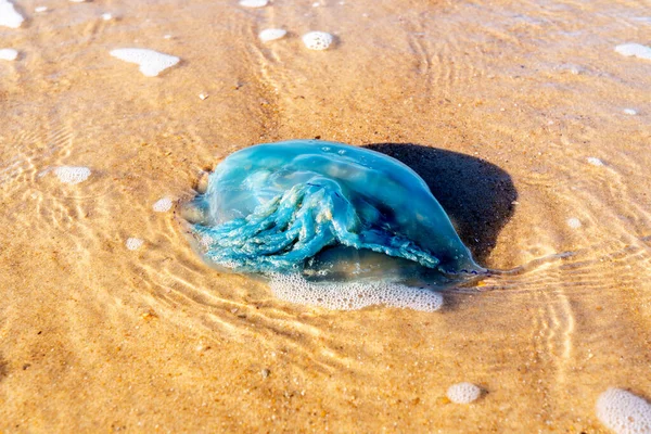 Eine Qualle Einem Sonnigen Tag Strand Angespült — Stockfoto