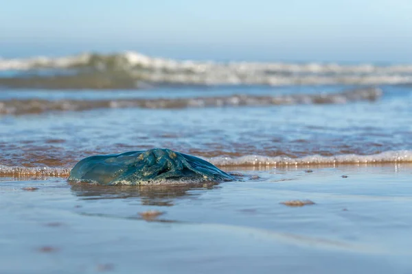 Medúza Vyplavila Pláž Slunečného Dne — Stock fotografie