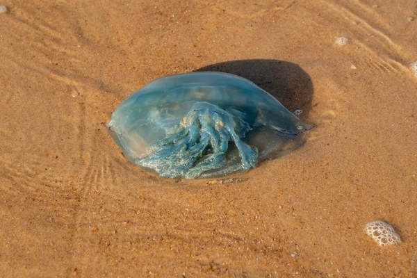 Medúza Vyplavila Pláž Slunečného Dne — Stock fotografie