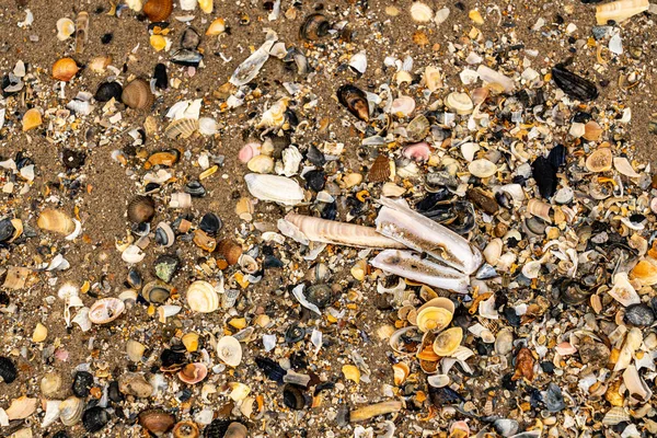 Meeressand Sieht Man Verschiedene Muscheln — Stockfoto