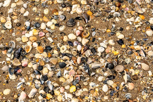 Морском Песке Можно Увидеть Различные Снаряды — стоковое фото
