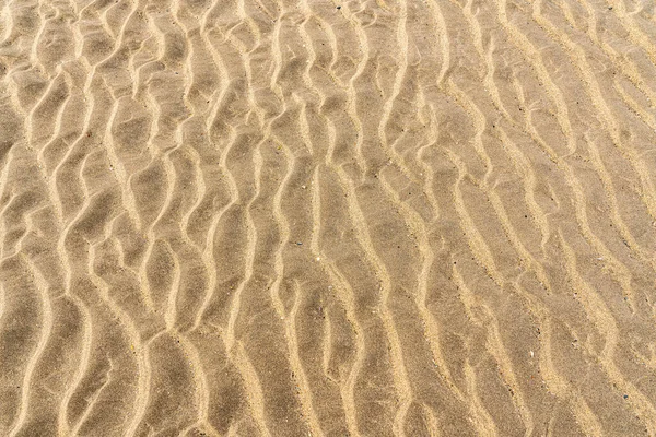 In the sea sand you can see different shells