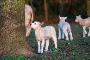 Yavru bir kuzu çayırdaki bir ağaca bakıyor.