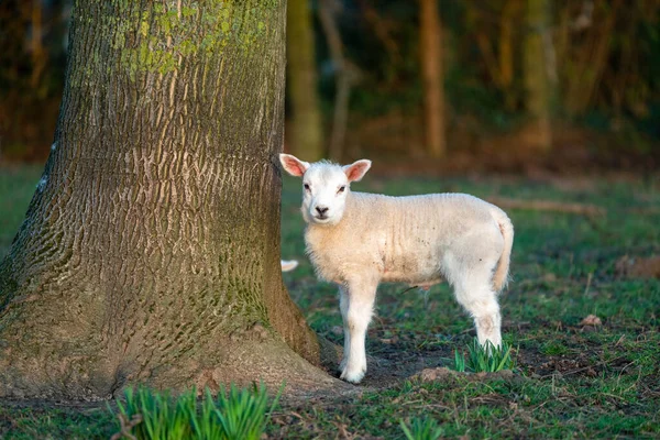 赤ん坊の子羊が草原の木を見ている — ストック写真