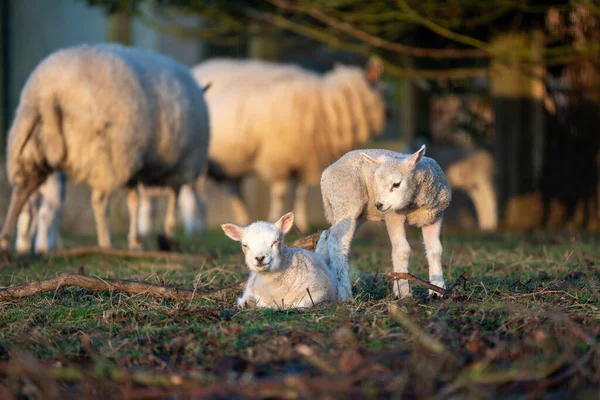 赤ん坊の子羊が牧草地を見ている — ストック写真