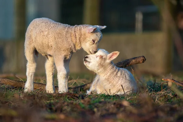 Kora Reggel Egy Bárányfióka Körülnéz Réten — Stock Fotó
