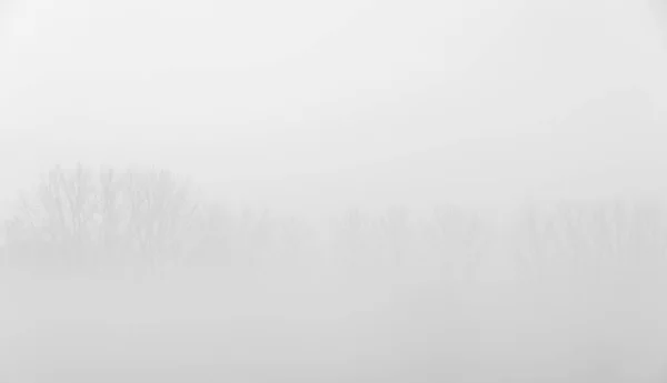 Egy Ködös Hideg Reggelen Ezek Gyönyörű Fák Rét Mentén Állnak — Stock Fotó