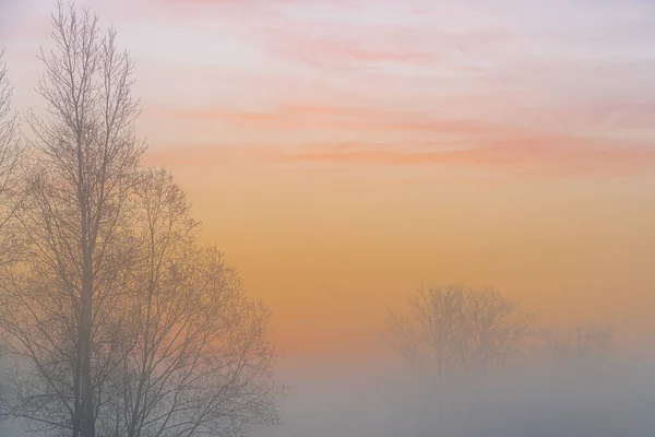 霧のような寒い朝には これらの美しい木は牧草地に沿って立つ — ストック写真