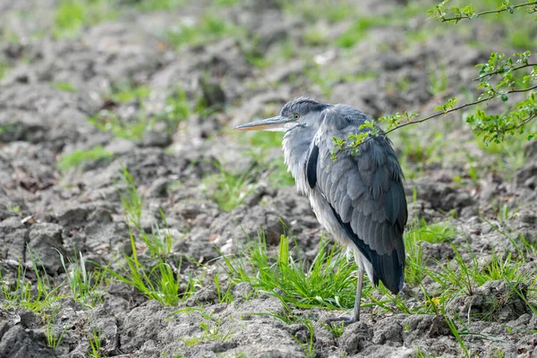 Heron Waiting Snack Meadow — Stock Photo, Image