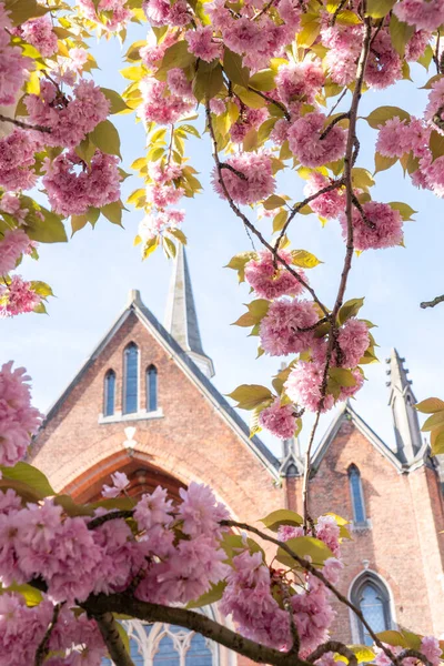 Der Japanische Kirschbaum Steht Dieses Mal Frühling Voller Blüte Hier — Stockfoto