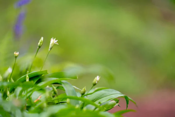 stock image In the forest are the wild garlic in blooming