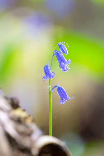 在森林里 春天的时候 地面上有树木和蓝铃花 — 图库照片